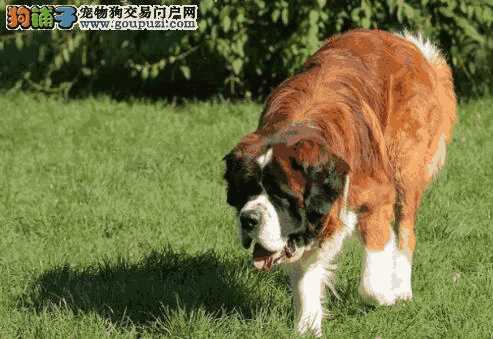 圣伯纳犬优缺点(圣伯纳犬缺点)