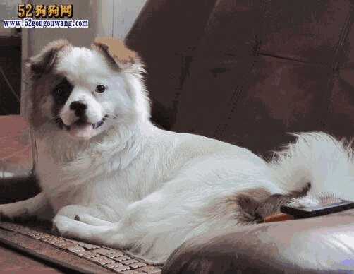 京巴犬与蝴蝶犬杂交图片(京巴混蝴蝶犬)