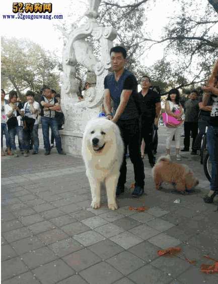 大白熊犬成犬(大白熊犬性格)