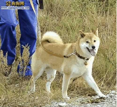 柴犬饲养注意事项及饲养方法(柴犬幼犬的正确饲养方法)