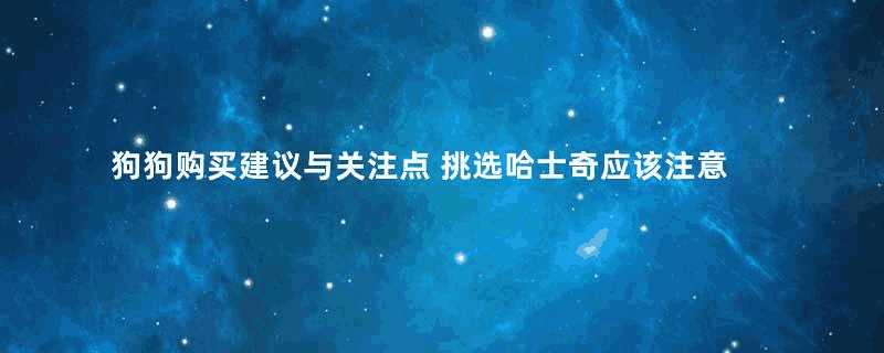 狗狗购买建议与关注点 挑选哈士奇应该注意的地方