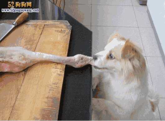 蝴蝶犬可以吃什么(蝴蝶犬爱吃什么食物)