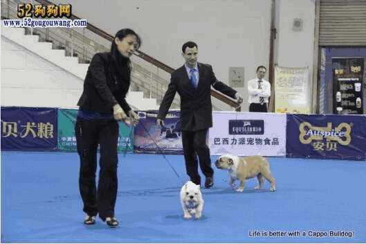 波士顿斗牛犬(英国斗牛犬吧)