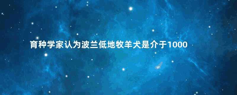 育种学家认为波兰低地牧羊犬是介于1000多年前被引进欧洲的索状被毛牧羊犬和较近些的粗浓蓬松被毛的牧羊犬之间