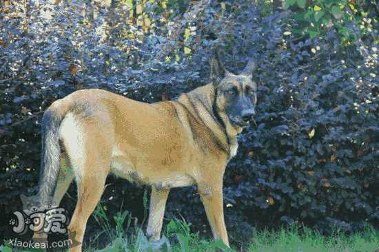 马里努阿犬介绍(马里努阿犬和马犬区别)