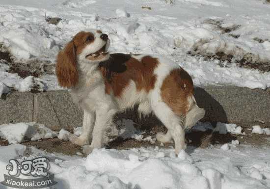 骑士查理王小猎犬和查理王小猎犬的区别(查理王小猎犬和骑士查理王猎犬)