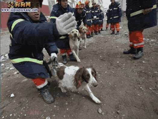 搜救犬史宾格图片(史宾格犬警犬)