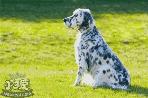 英格兰雪达犬如何洗澡 英国雪达犬洗澡教程