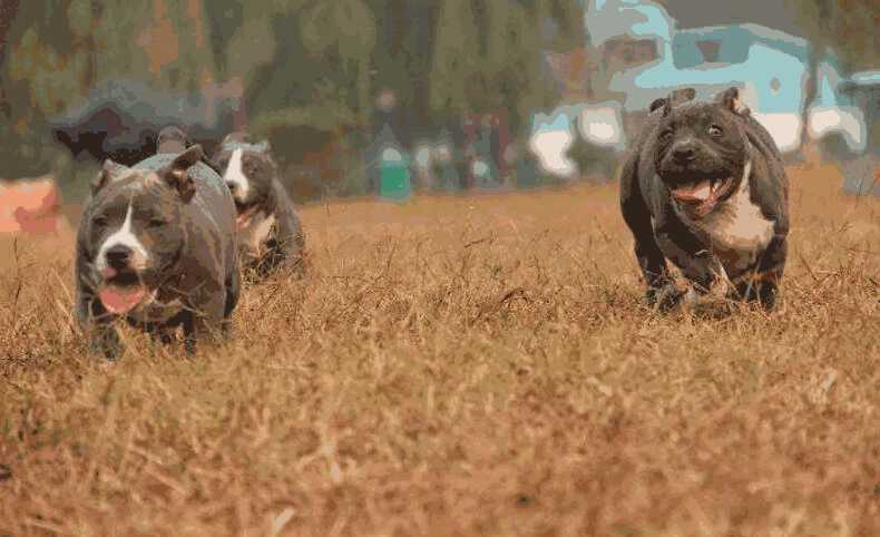 如何挑选恶霸犬幼犬(美国恶霸犬优缺点)