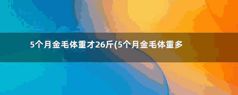 5个月金毛体重才26斤(5个月金毛体重多少正常)