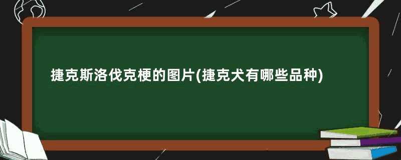 捷克斯洛伐克梗的图片(捷克犬有哪些品种)