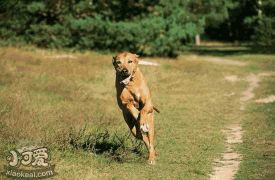 罗得西亚脊背犬怎么学跳高 猎狮犬跳高训练技巧