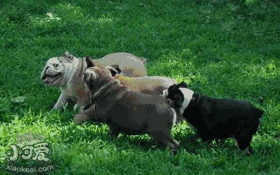 如何训练恶霸犬(美国恶霸犬有攻击性吗)