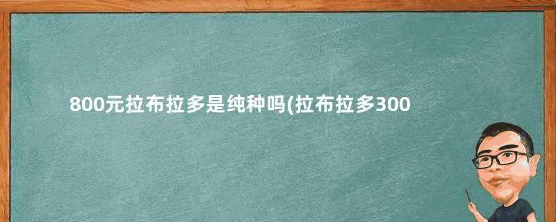 800元拉布拉多是纯种吗(拉布拉多300元的幼犬)