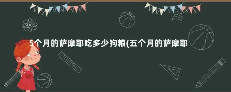 5个月的萨摩耶吃多少狗粮(五个月的萨摩耶应该吃多少)