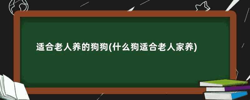 适合老人养的狗狗(什么狗适合老人家养)