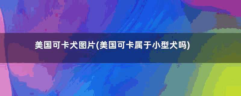 美国可卡犬图片(美国可卡属于小型犬吗)