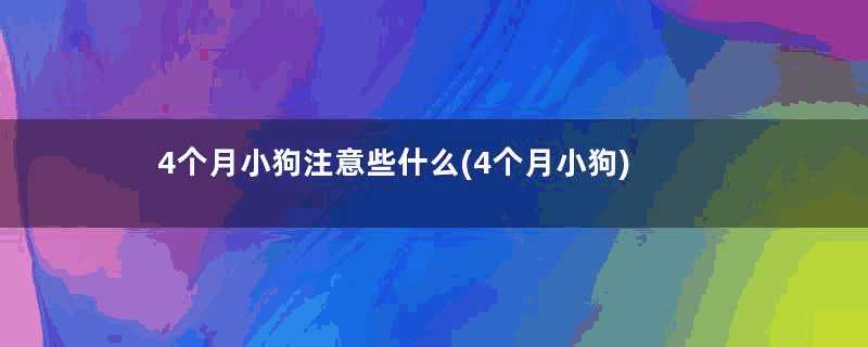 4个月小狗注意些什么(4个月小狗)