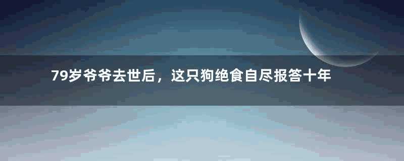 79岁爷爷去世后，这只狗绝食自尽报答十年养育恩！