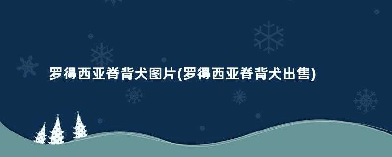 罗得西亚脊背犬图片(罗得西亚脊背犬出售)