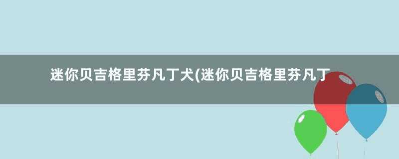 迷你贝吉格里芬凡丁犬(迷你贝吉格里芬凡丁犬多少钱)