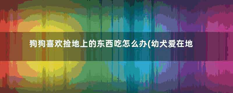 狗狗喜欢捡地上的东西吃怎么办(幼犬爱在地上捡东西吃)