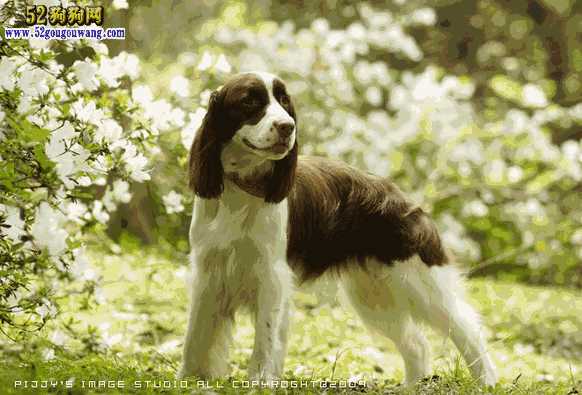 英国史宾格犬(威尔士梗犬)