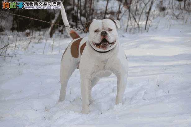 美国斗牛犬和法国斗牛犬的区别(法国斗牛犬怎么看纯不纯)