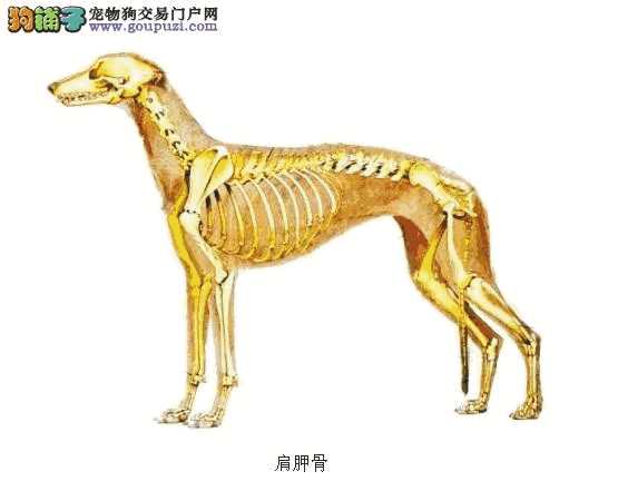 郑州养犬管理规定(郑州养狗新规定)