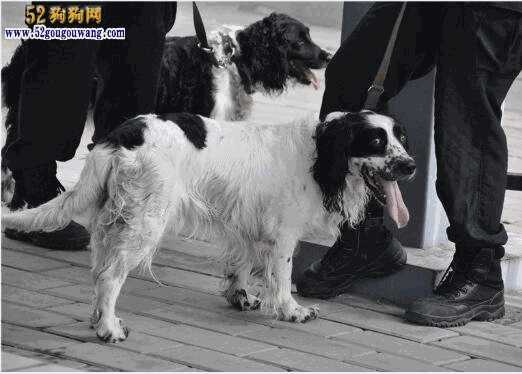 搜救犬史宾格图片(史宾格犬警犬)