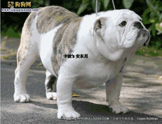 波士顿斗牛犬(英国斗牛犬吧)