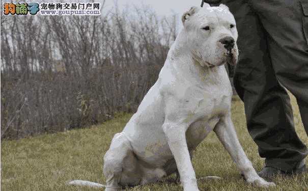 阿根廷杜高犬介绍(阿根廷犬杜高犬图片)