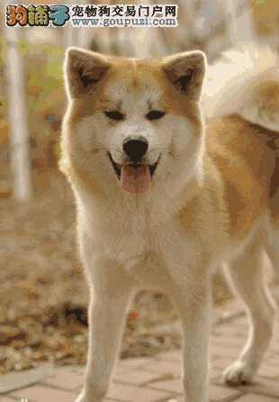 秋田犬的特点和缺点(秋田犬优点)