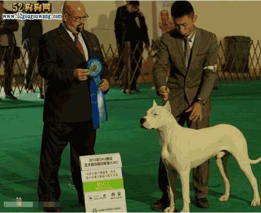 阿根廷杜高犬简介(阿根廷犬杜高犬图片)