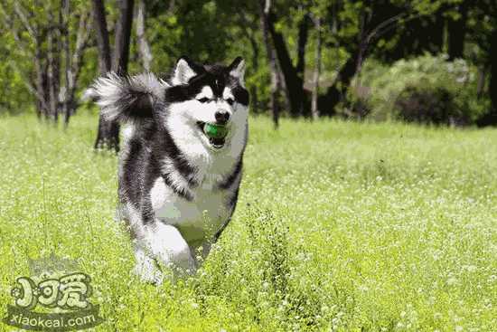 阿拉斯加犬好养吗,从这3点来分析(阿拉斯加犬好不好养)