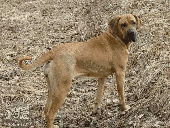 养土佐犬是什么体验(日本土佐犬图片大全)