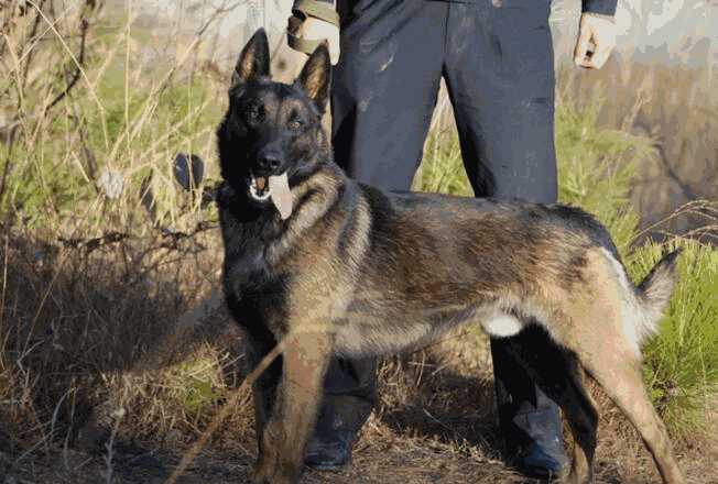 马犬咬人怎么训练(马犬怎么训练咬东西)