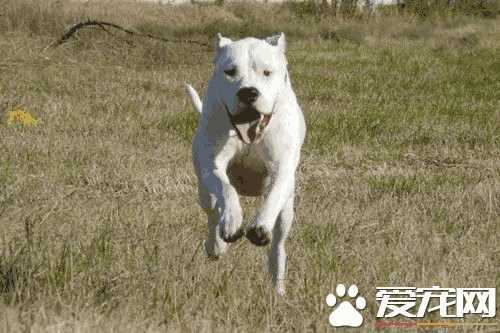 杜高犬咬死人(阿根廷杜高犬介绍)