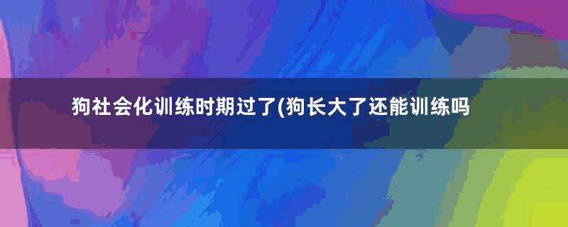 狗社会化训练时期过了(狗长大了还能训练吗)