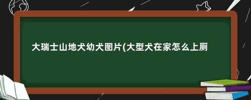 大瑞士山地犬幼犬图片(大型犬在家怎么上厕所)