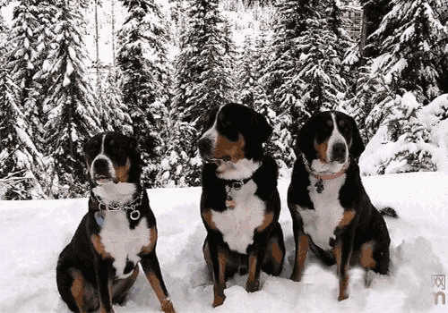 大瑞士山地犬幼犬图片(四种瑞士山地犬)