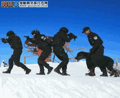 第五届全国警犬技术比赛(第五届全国警犬大比武)