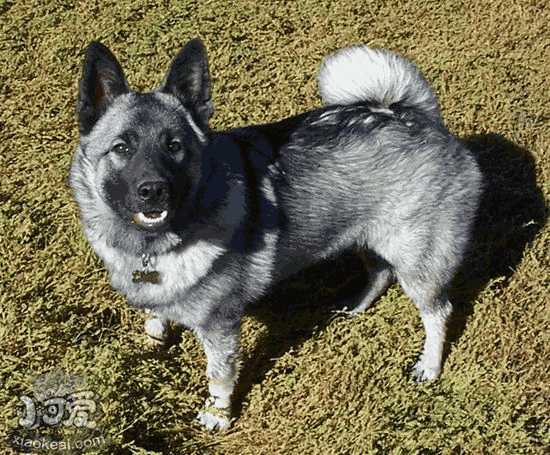 怎么训练挪威猎鹿犬听口令 挪威猎鹿犬听口令训练