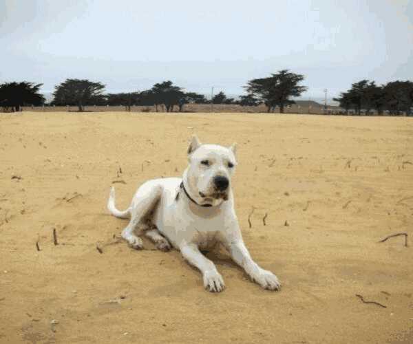 阿根廷杜高犬多少钱一只(阿根廷杜高犬图片)