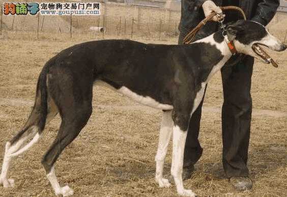 格力犬是大型犬吗(格力犬有什么特点)