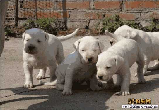 杜高犬市场价格(杜高犬一般多少钱一只)