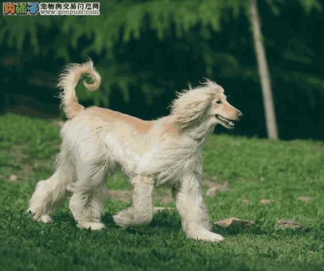 阿富汗猎犬优缺点(阿富汗犬是猎犬吗)