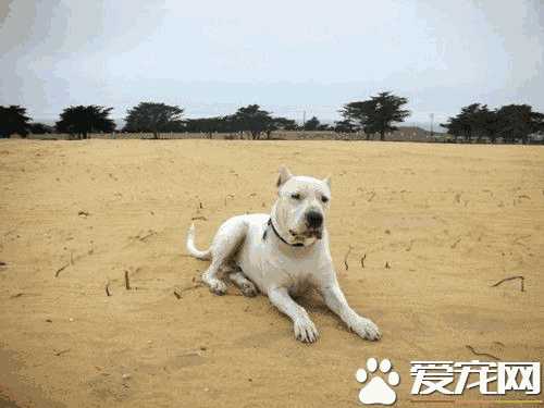 阿根廷杜高犬多少钱一只(阿根廷犬杜高犬图片)