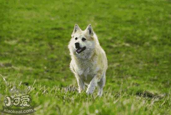 哈士奇幼犬怎么训练大小便(训练幼犬大小便方法)