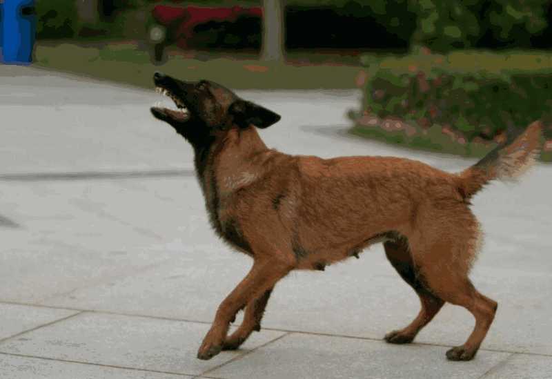 马犬咬人怎么训练(马犬怎么训练咬东西)